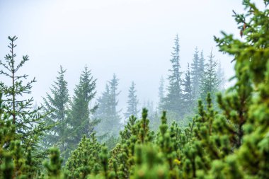 Slovakya Tatra dağlarında orman vadilerinden yükselen sis. yukarıdan görülen güneşli bir gün, bulutların üzerinde yürüme