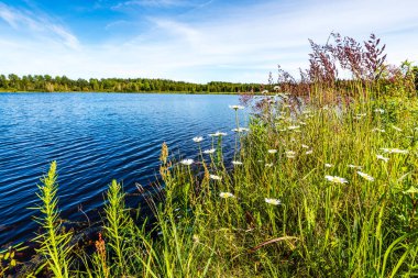 yeşil yaprakları ve gölgeleri ile güneşli yaz gününde doğal orman gölü. bulutların yansımaları ile sakin su