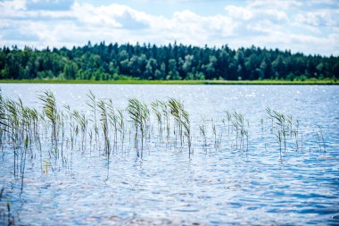 yeşil yaprakları ve gölgeleri ile güneşli yaz gününde doğal orman gölü. bulutların yansımaları ile sakin su
