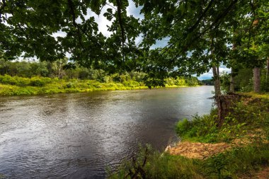 yeşil yaprakları ve gölgeleri ile güneşli yaz gününde doğal orman gölü. bulutların yansımaları ile sakin su