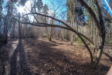 çıplak ağaçlar ve mavi gökyüzü ile güneşli bahar gününde orman balıkgözü lens bozuk görünümü