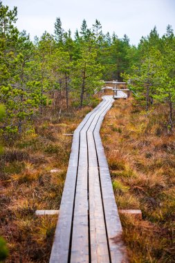 Güneşli bir günde, ıslak ormanda tahta kaldırım.