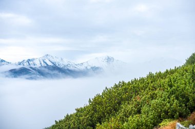 Slovakya Tatra dağlarında orman vadilerinden yükselen sis. yukarıdan görülen güneşli bir gün, bulutların üzerinde yürüme