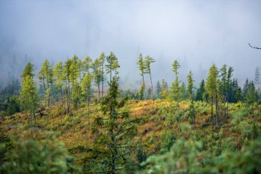 Slovakya Tatra dağlarında orman vadilerinden yükselen sis. yukarıdan görülen güneşli bir gün, bulutların üzerinde yürüme