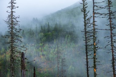Slovakya Tatra dağlarında orman vadilerinden yükselen sis. yukarıdan görülen güneşli bir gün, bulutların üzerinde yürüme