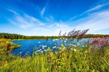 yeşil yaprakları ve gölgeleri ile güneşli yaz gününde doğal orman gölü. bulutların yansımaları ile sakin su