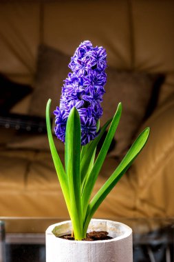 siyah arka plan üzerinde renkli çiçekler. gül ve lale ile stüdyo kompozisyon