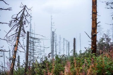 Slovakya Tatra dağlarında orman vadilerinden yükselen sis. yukarıdan görülen güneşli bir gün, bulutların üzerinde yürüme