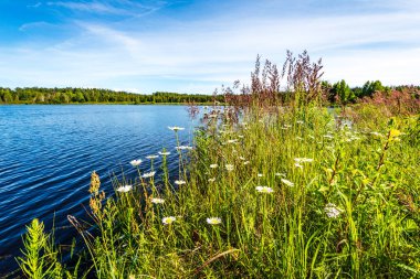 yeşil yaprakları ve gölgeleri ile güneşli yaz gününde doğal orman gölü. bulutların yansımaları ile sakin su