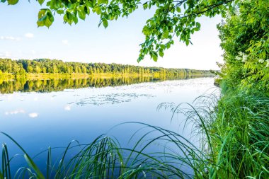 yeşil yaprakları ve gölgeleri ile güneşli yaz gününde doğal orman gölü. bulutların yansımaları ile sakin su