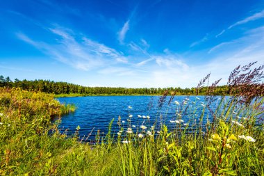 yeşil yaprakları ve gölgeleri ile güneşli yaz gününde doğal orman gölü. bulutların yansımaları ile sakin su