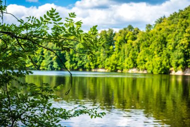 yeşil yaprakları ve gölgeleri ile güneşli yaz gününde doğal orman gölü. bulutların yansımaları ile sakin su