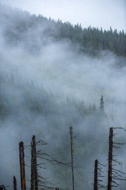 Slovakya Tatra dağlarında orman vadilerinden yükselen sis. yukarıdan görülen güneşli bir gün, bulutların üzerinde yürüme