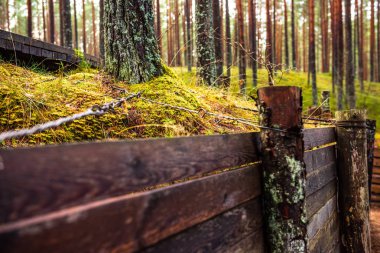 Güneşli bir günde, ıslak ormanda tahta kaldırım.