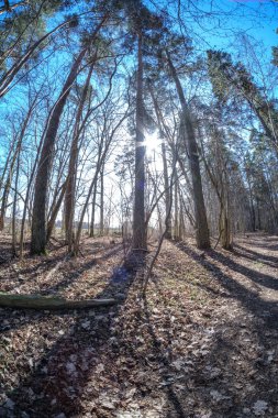 çıplak ağaçlar ve mavi gökyüzü ile güneşli bahar gününde orman balıkgözü lens bozuk görünümü