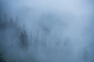 Slovakya Tatra dağlarında orman vadilerinden yükselen sis. yukarıdan görülen güneşli bir gün, bulutların üzerinde yürüme