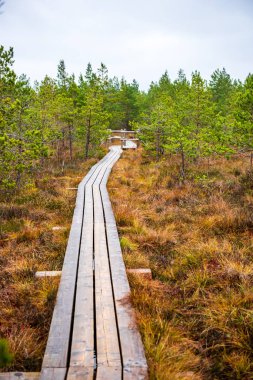 Güneşli bir günde, ıslak ormanda tahta kaldırım.