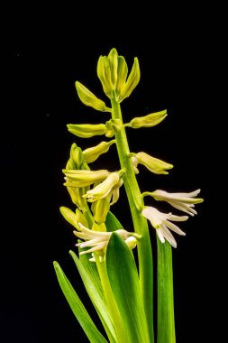 siyah arka plan üzerinde renkli çiçekler. gül ve lale ile stüdyo kompozisyon