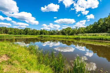 yeşil yaprakları ve gölgeleri ile güneşli yaz gününde doğal orman gölü. bulutların yansımaları ile sakin su