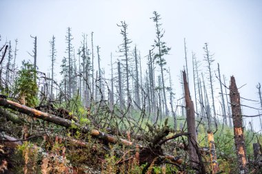 Slovakya Tatra dağlarında orman vadilerinden yükselen sis. yukarıdan görülen güneşli bir gün, bulutların üzerinde yürüme