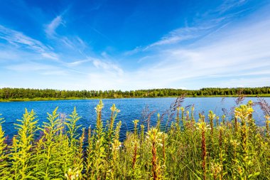 yeşil yaprakları ve gölgeleri ile güneşli yaz gününde doğal orman gölü. bulutların yansımaları ile sakin su