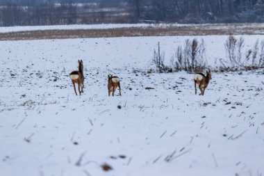 Vahşi geyik sisli bir günde kışın tarlada görüldü.