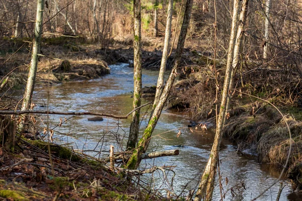 Birken Frühling Baumstämme Auf Grünem Hintergrund — Stockfoto