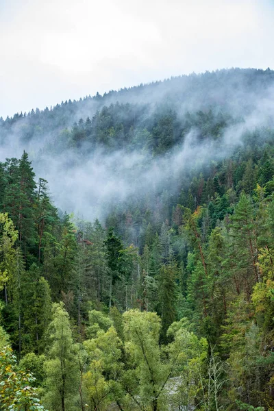 Mgła Rośnie Doliny Lesie Słowacji Tatry Słoneczny Dzień Widziany Góry — Zdjęcie stockowe