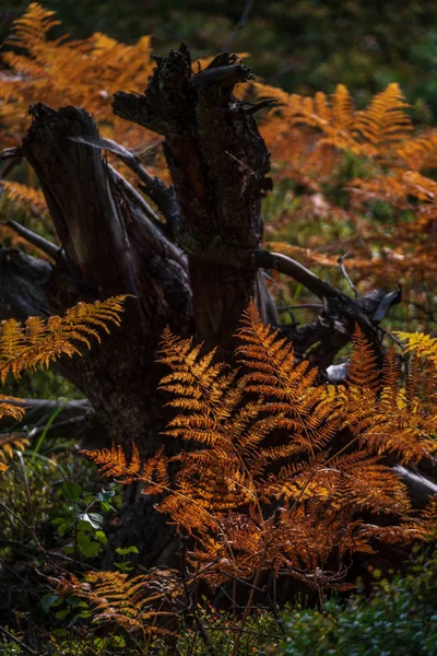 Champ Feuilles Fougère Couleur Orange Automne Dans Forêt Jour Humide — Photo