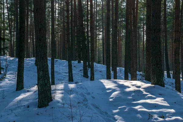 Solrig Dag Skov Sneklædte Vintertid Med Blå Himmel Hvide Snefnug - Stock-foto