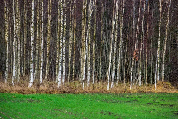 Березы Весной Масса Стволов Зеленом Фоне — стоковое фото