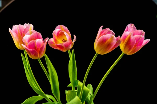colorful flowers on black background. studio composition with roses and tulips