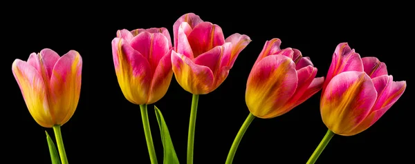 colorful flowers on black background. studio composition with roses and tulips