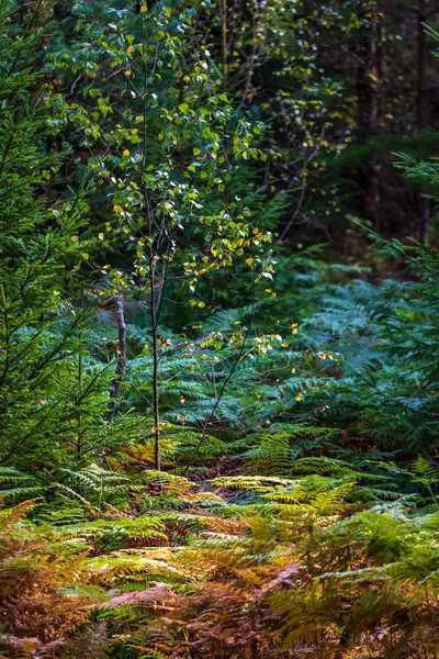 Területén Narancssárga Színű Páfrány Levelek Ősszel Erdőben Nedves Nap — Stock Fotó