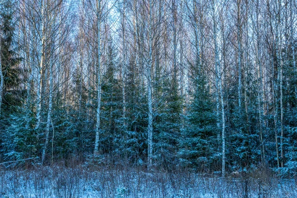 Dia Ensolarado Floresta Tempo Inverno Nevado Com Céu Azul Flocos — Fotografia de Stock