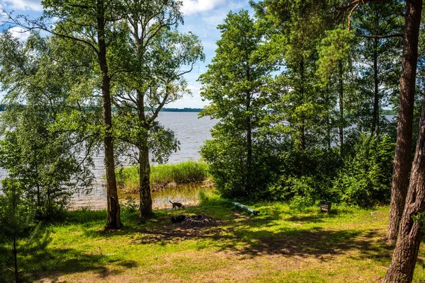 Malownicze Jezioro Lasu Słoneczny Letni Dzień Zielonych Liści Cieni Spokojna — Zdjęcie stockowe