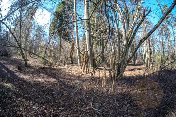 fisheye lens distorted view of forest in sunny spring day with naked trees and blue sky