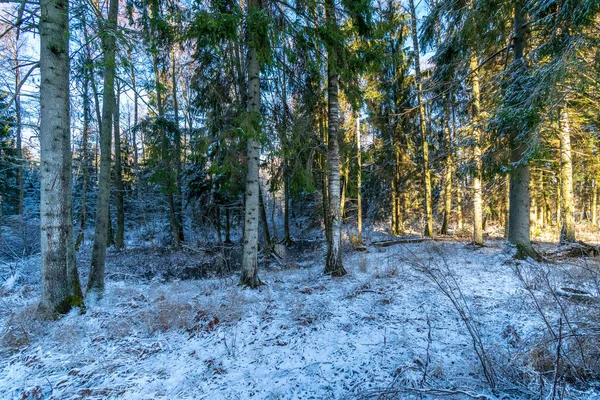 Słoneczny Dzień Lesie Śnieżnej Zimie Błękitnym Nieba Białych Płatków Śniegu — Zdjęcie stockowe