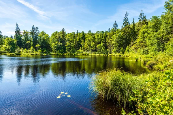 yeşil yaprakları ve gölgeleri ile güneşli yaz gününde doğal orman gölü. bulutların yansımaları ile sakin su