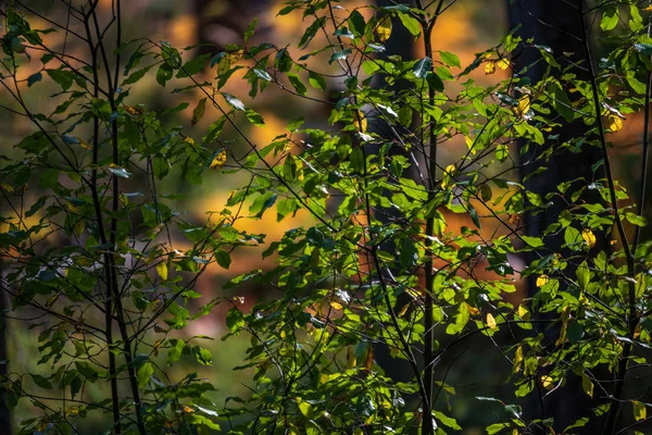 Campo Foglie Felce Colore Arancione Autunno Nella Foresta Giornata Umida — Foto Stock