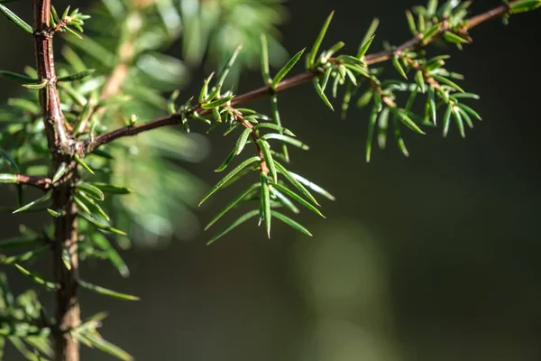 Junge Fichte Frühlingstag Auf Verschwommenem Hintergrund Sonnig — Stockfoto