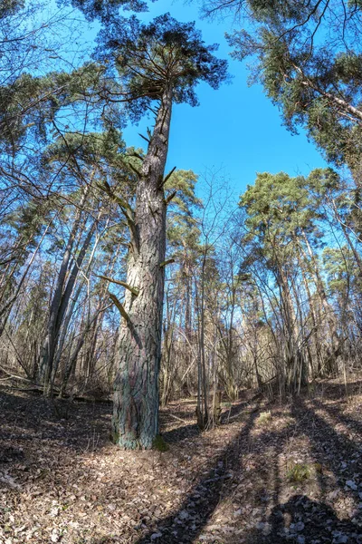 fisheye lens distorted view of forest in sunny spring day with naked trees and blue sky