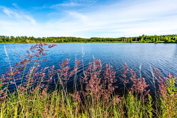 yeşil yaprakları ve gölgeleri ile güneşli yaz gününde doğal orman gölü. bulutların yansımaları ile sakin su