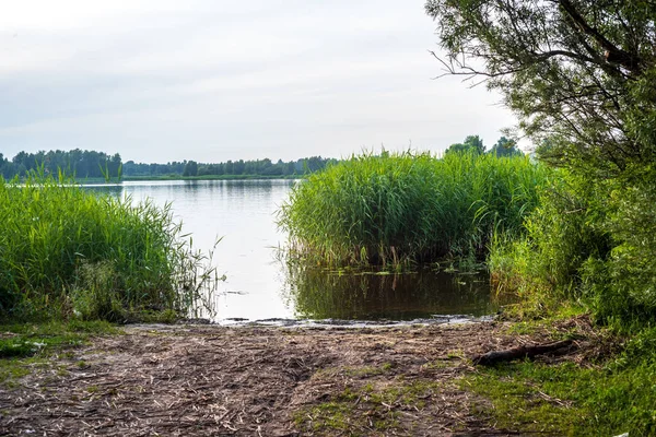 Panoramica Foresta Lago Soleggiata Giornata Estiva Con Fogliame Verde Ombre — Foto Stock