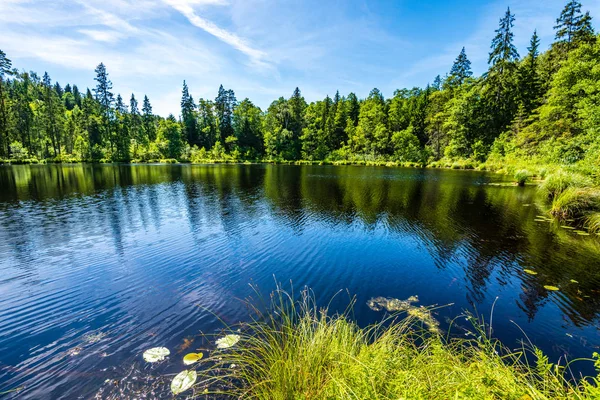 Festői Erdei Napfényes Nyári Napon Zöld Lombozat Árnyékok Nyugodt Víz — Stock Fotó