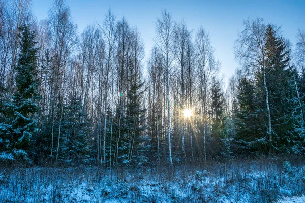 Zonnige Dag Bos Besneeuwde Wintertijd Met Blauwe Hemel Witte Sneeuwvlokken — Stockfoto