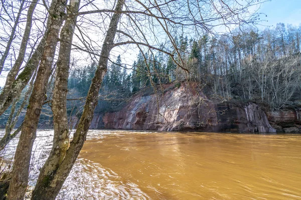 Mudy Flujo Agua Manantial Marrón Río Bosque Día Soleado Con — Foto de Stock