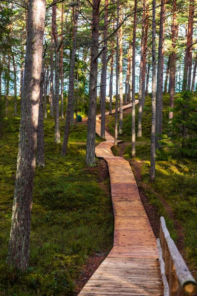 Ξύλινη Προβλήτα Υγρό Δάσος Ηλιόλουστη Μέρα — Φωτογραφία Αρχείου