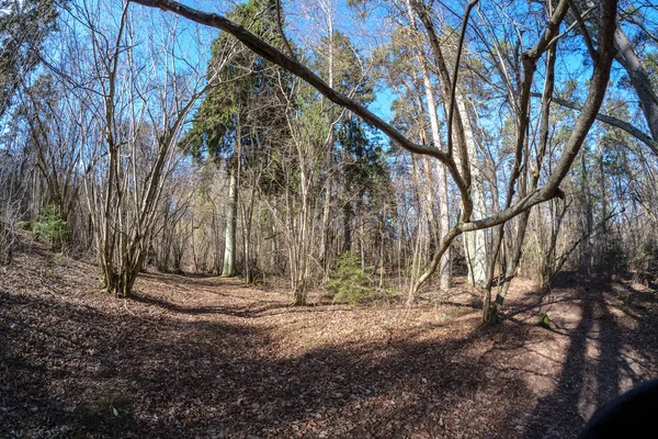 Lente Fisheye Visão Distorcida Floresta Dia Ensolarado Primavera Com Árvores — Fotografia de Stock