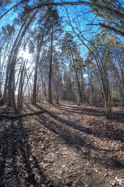 Lente Fisheye Visão Distorcida Floresta Dia Ensolarado Primavera Com Árvores — Fotografia de Stock